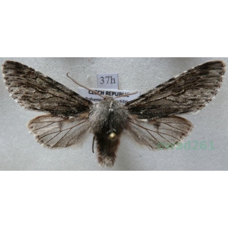 Brachionycha nubeculosa (Esper, 1785) Lazdona brzezinówka Czech37h